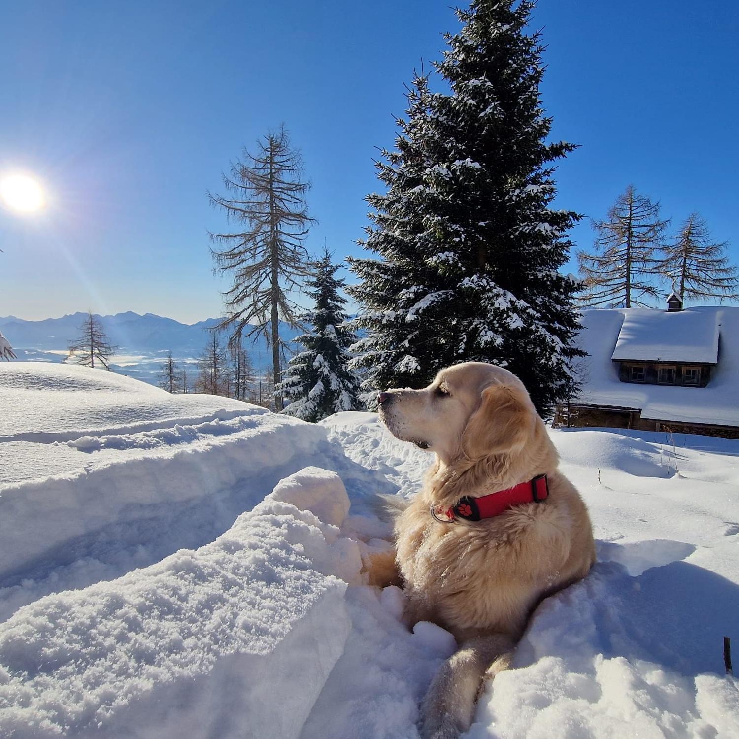 Chalet Petit Kanzelhohe Eksteriør bilde